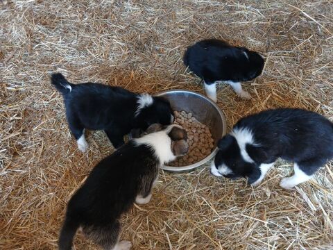 Chiots border collie m&acirc;les et femelles 
0 43500 Boisset