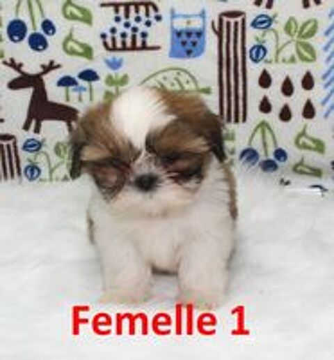   Chiots SHIH TZU LOF 