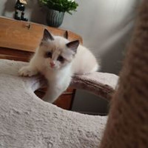   Chaton femelle Ragdoll 