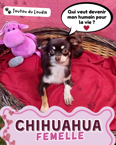 Chiot chihuahua femelle poils longs 600 18140 Prcy