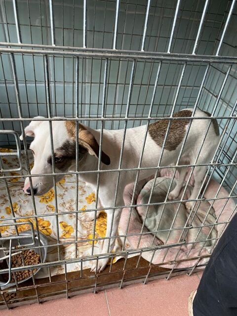 URGENCE UKRAINE            nous aider - accueil - adoption - don 0 75018 Paris