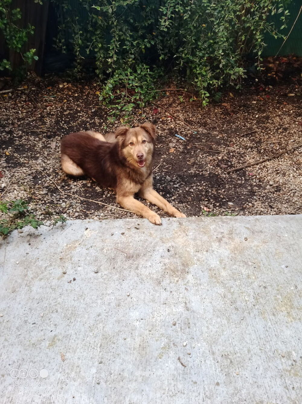   cherche personne  pour adopter un chien roumain atypique 