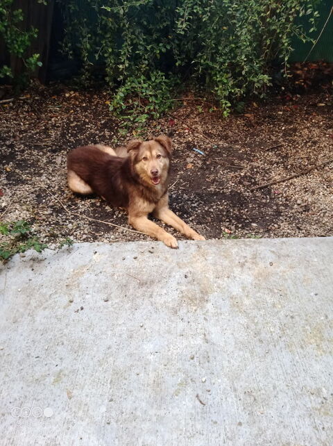 cherche personne  pour adopter un chien roumain atypique 0 44400 Pont rousseau