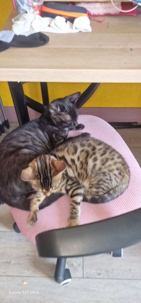 Adorables chatons Bengal (Brown, Silver et Charcoal) 700 92160 Antony