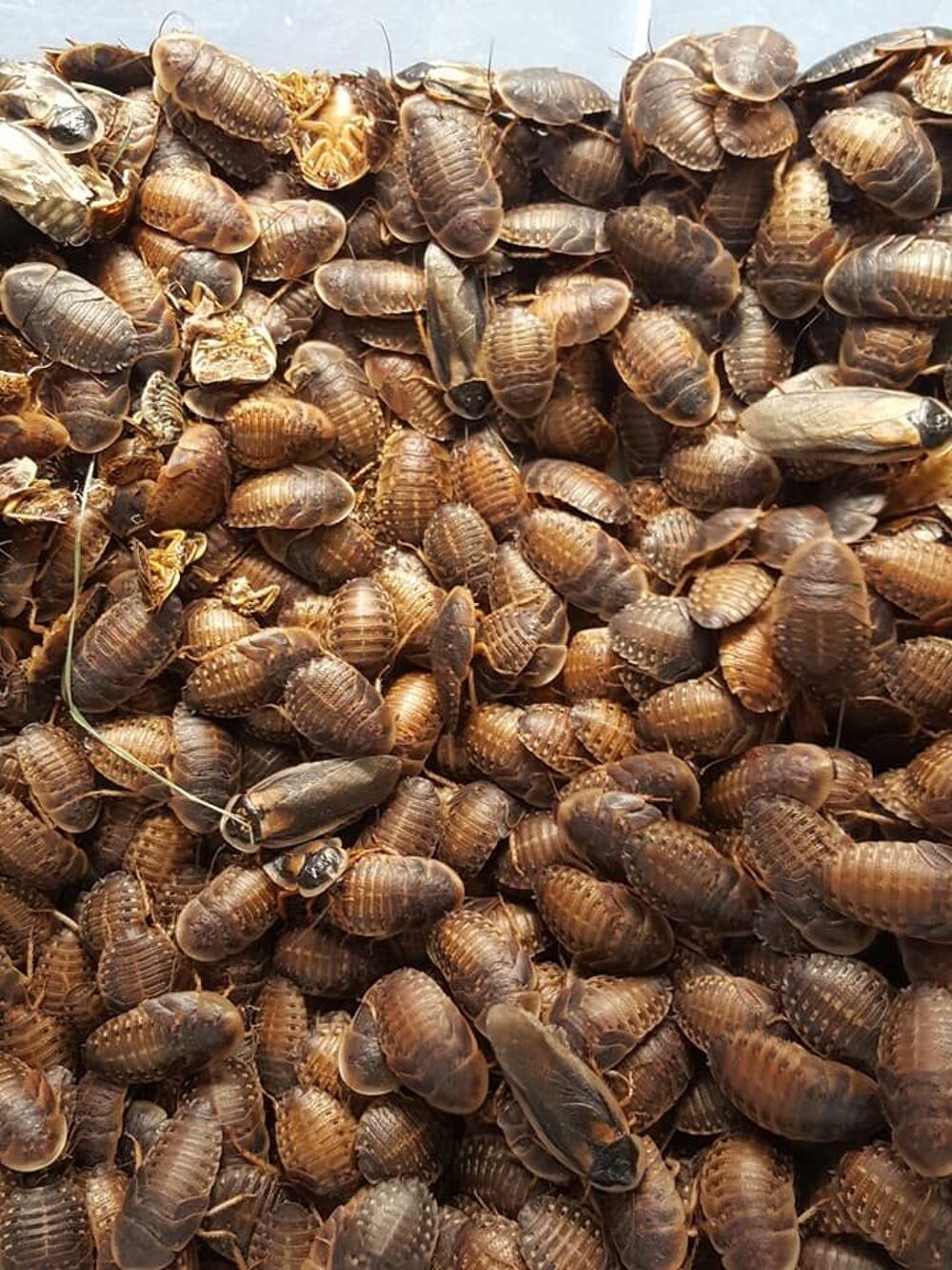   surplus insectes criquet blattes morio  