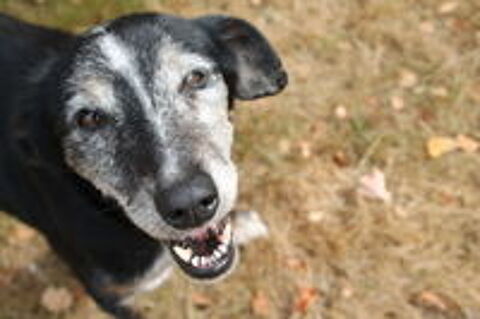   Lara, x Berger, 14 ans,  l'adoption 
