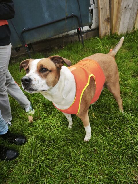 Donne femelle pointer anglais et staff 
0 72000 Le mans