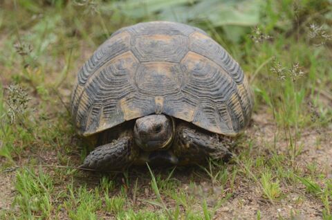 tortue greaca m&acirc;le ou ibera 0 13013 Marseille