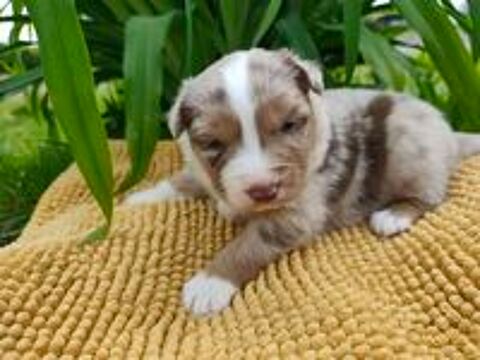   chiots berger australien rouge merle 