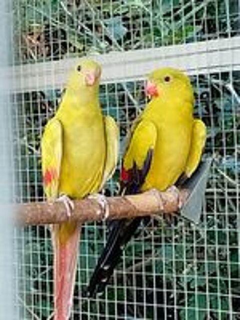   Couple de perruche melanure  