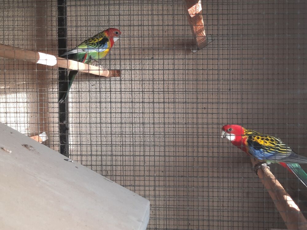   Omnicolores  