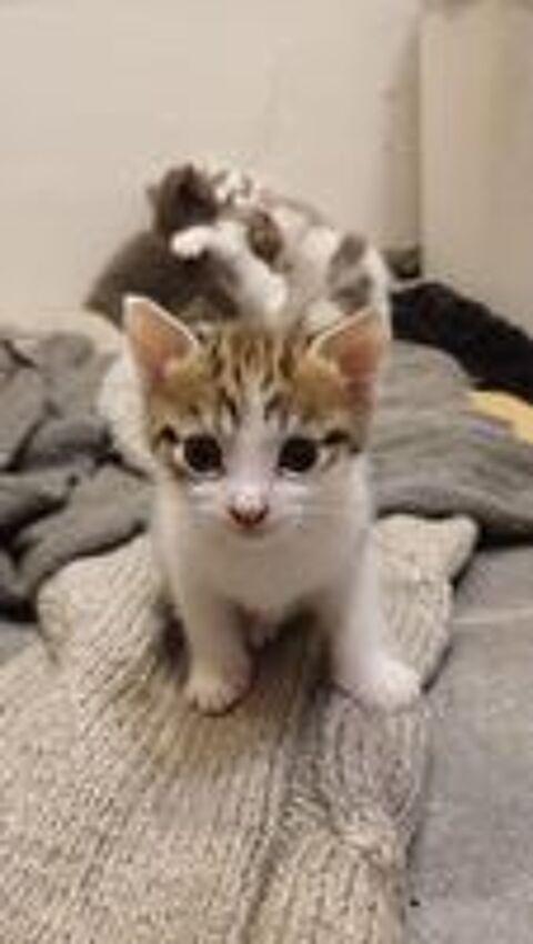   Donne chaton tigré né début été, sevré à la rentrée 