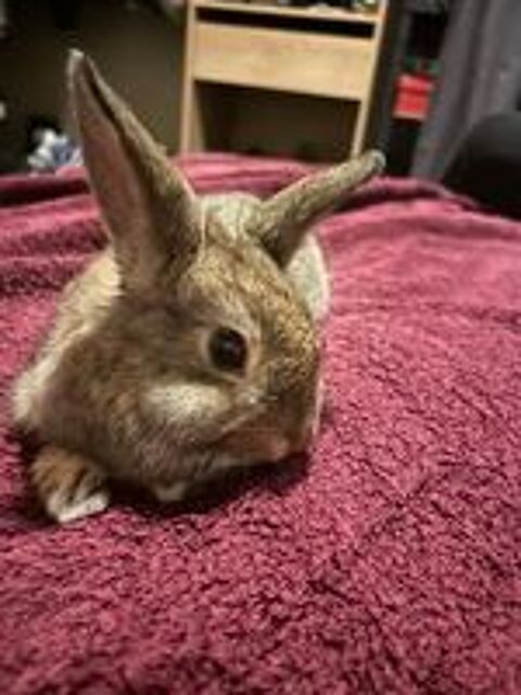   lapin nain 