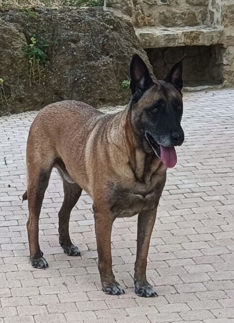 Donne Berger Malinois m&acirc;le 7 ans - Gers 0 32000 Auch