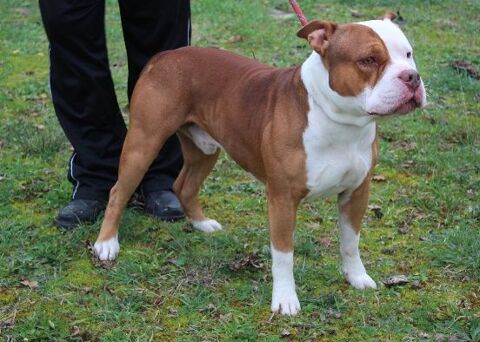 Chien RAFIKI &agrave; l aoption 250 47160 Caubeyres