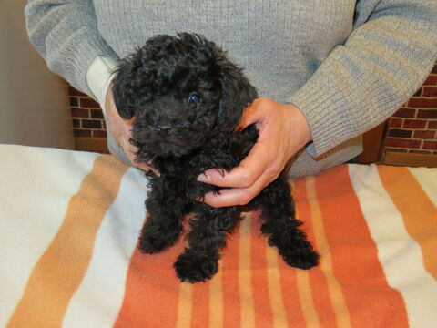 chiot caniche toy 1500 59400 Cambrai