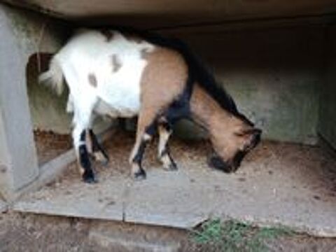   Bouc nain 