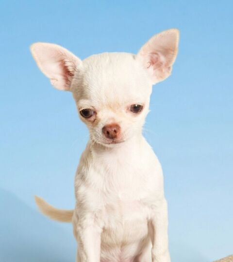 Superbes Chiots chihuahua poils longs et poils courts 1000 89160 Ancy-le-franc