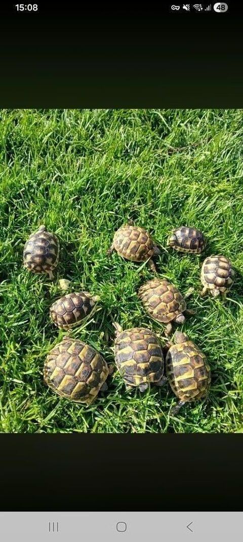 Tortue juv&eacute;niles ao&ucirc;t 2025 40 84000 Avignon
