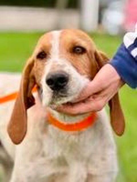   Chien MARLEY à l adoption 