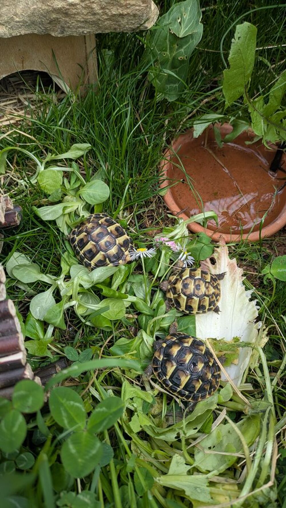   Tortue 