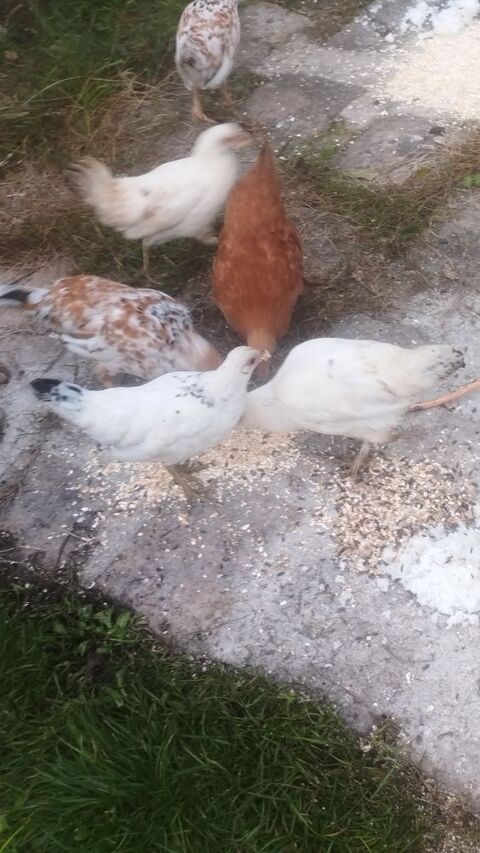 de poules et coq nain 10 91580 Auvers-saint-georges
