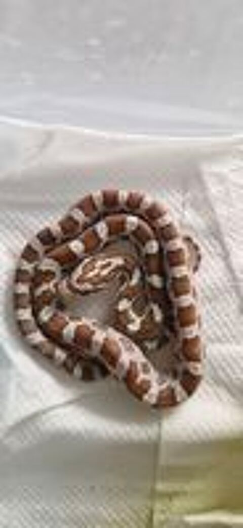   Pantherophis guttatus  