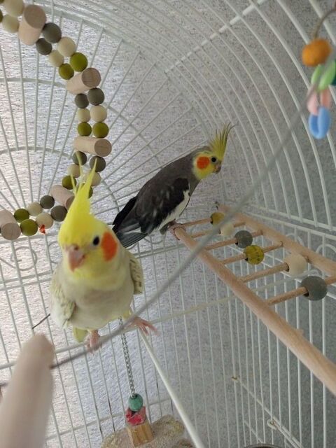 Couple calopsittes avec une cage  200 91330 Yerres