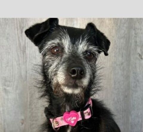 DARLING 320 01710 Thoiry