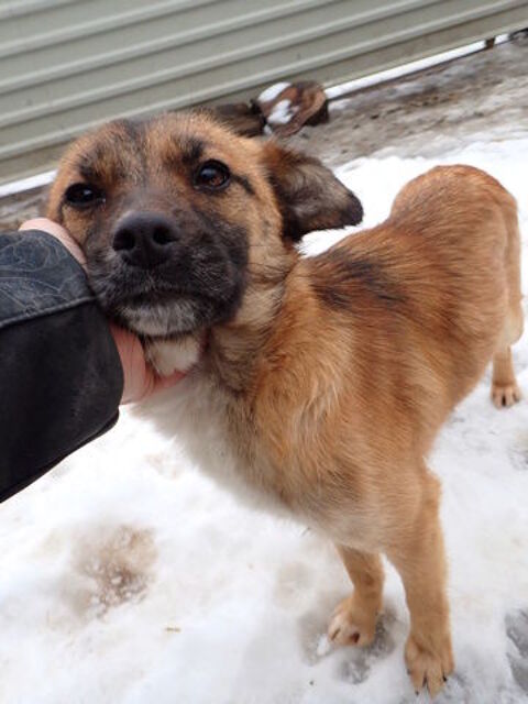 Sangria &agrave; l'adoption 320 54000 Nancy