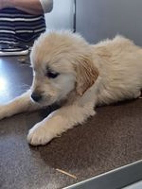   Chiots golden retreiver  