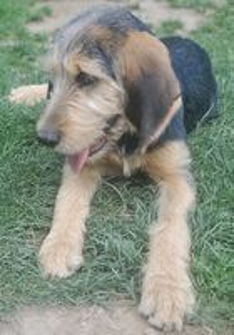   2eme Chiot 4 mois Griffon Nivernais/ Bruno du Jura 