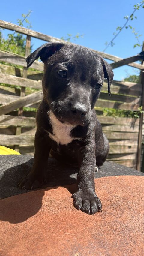 Chiot cherche une famille ! 0 86000 Poitiers