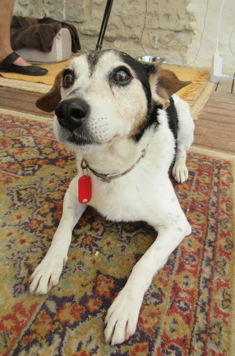 Volt mini chien est à l'adoption! 0 34000 Montpellier