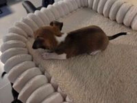   Chihuahua cherche famille 