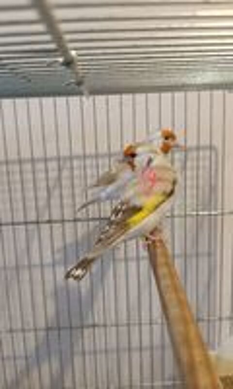   Chardonneret en mutation  