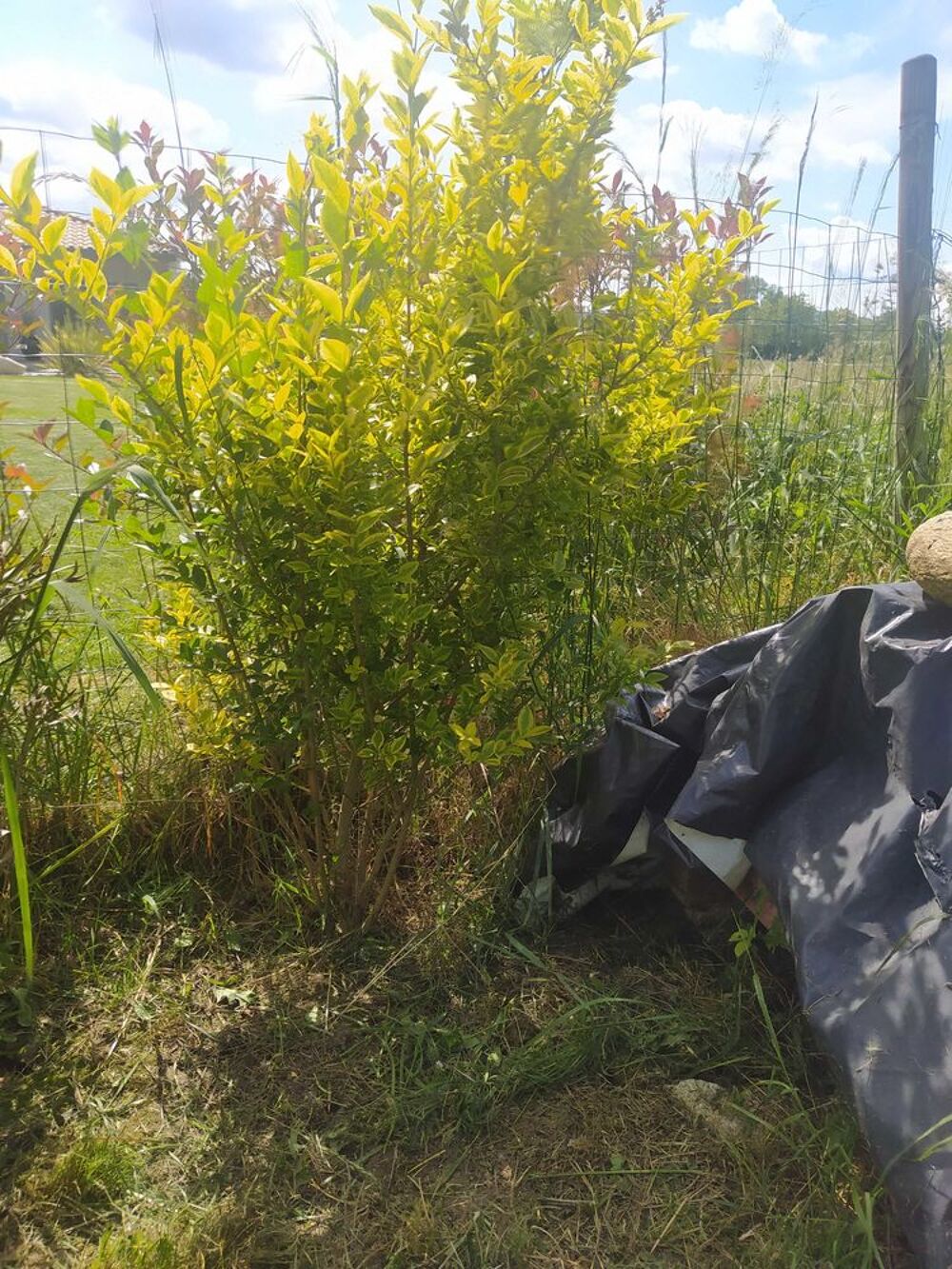 plantes Jardin