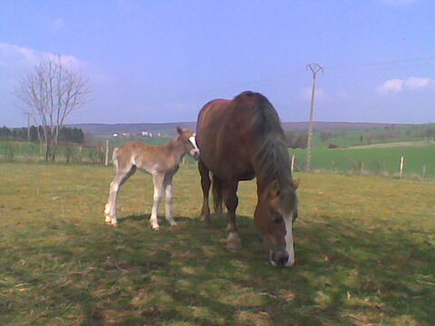 fumier cheval 0 58210 Champlemy