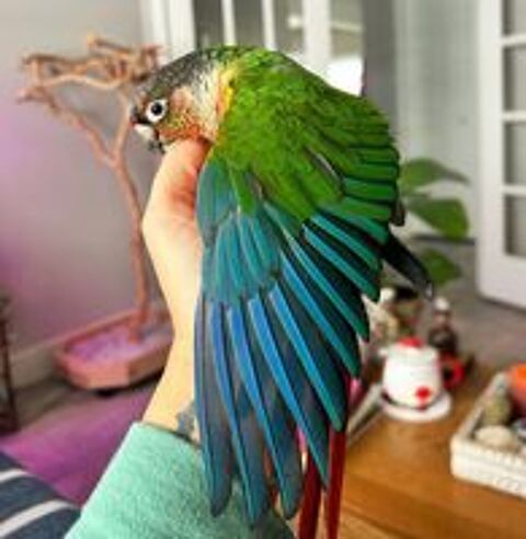   Conure molinae eam 
