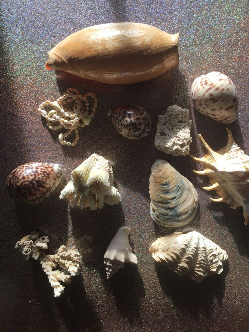 Lot de coquillages 