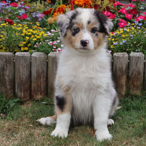CHIOTS BERGER AUSTRALIEN FEMELLE 900 71110 Cron