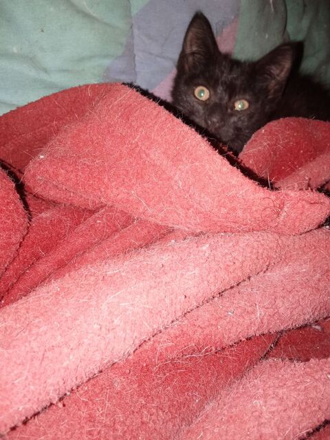Chaton a adopter 0 45340 Nibelle
