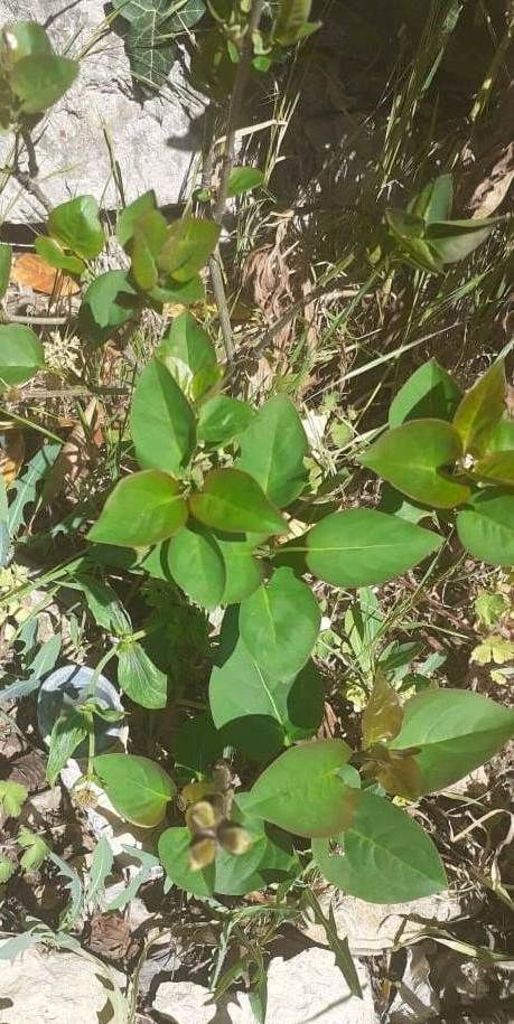 30 Graines de Lilas ( vieux plant ) tr&egrave;s odorant :) Jardin