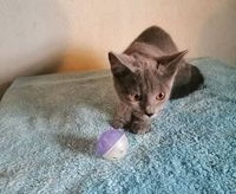   Beaux Chatons Chartreux LOOF 