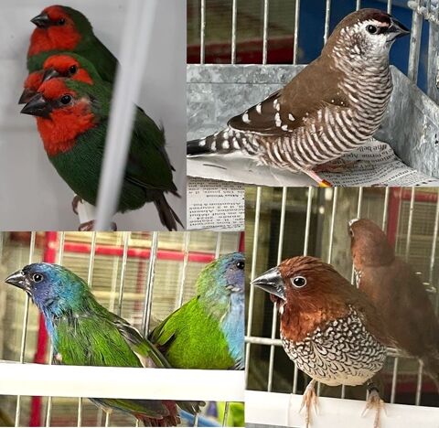 Diamants bavette azuvert (Forbes) capucin damier ruficauda 8 65460 Bazet