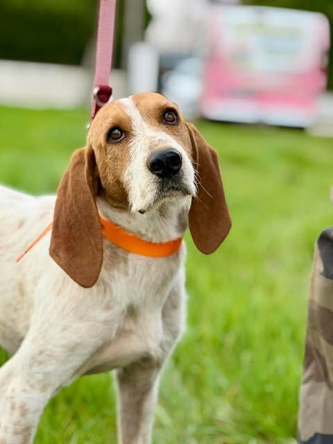 Chien MARLEY &agrave; l adoption 250 26700 Pierrelatte