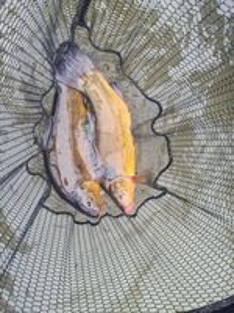   Suite vidange d tang : Black bass, gardons, tanches 