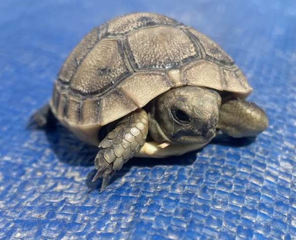   Bébé+tortue+Testudo+graeca+ibera+ 