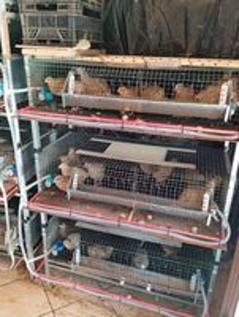   cage pour cailles
