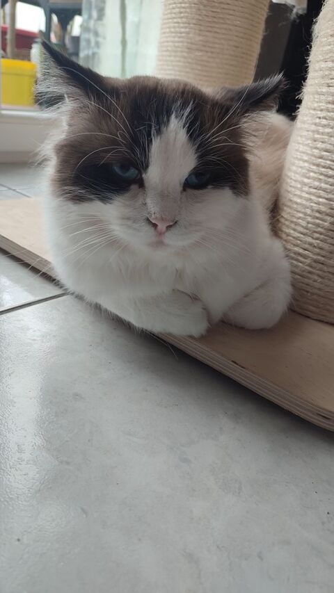 Saillie Ragdoll 350 85150 Sainte-foy